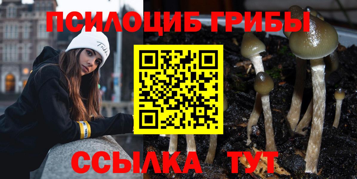 Псилоцибиновые грибы Psilocybe  Псилоцибиновые грибы прущие грибы  Бугульма 